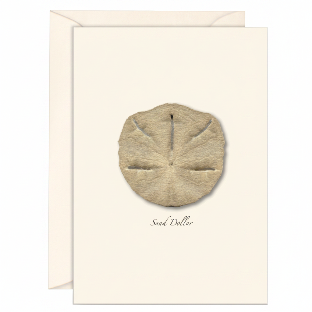 Sand Dollar Note Card Set