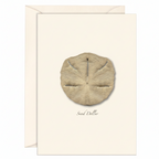 Sand Dollar Note Card Set