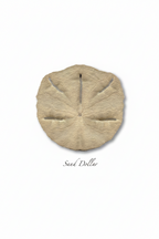 Sand Dollar Note Card Set