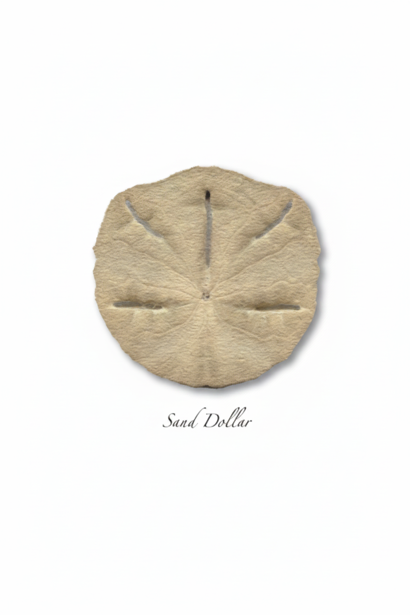 Sand Dollar Note Card Set
