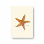 Sea Star Notecard Set