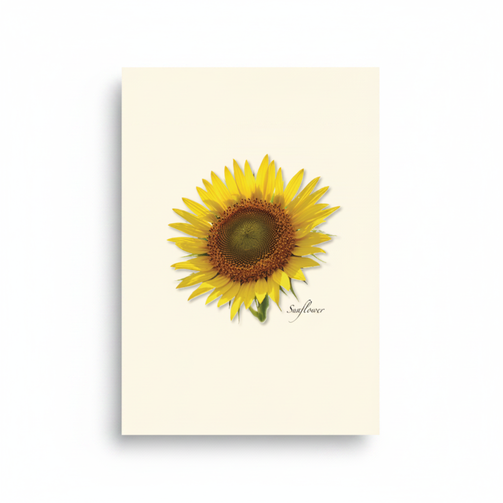 Sunflower Note Card Set